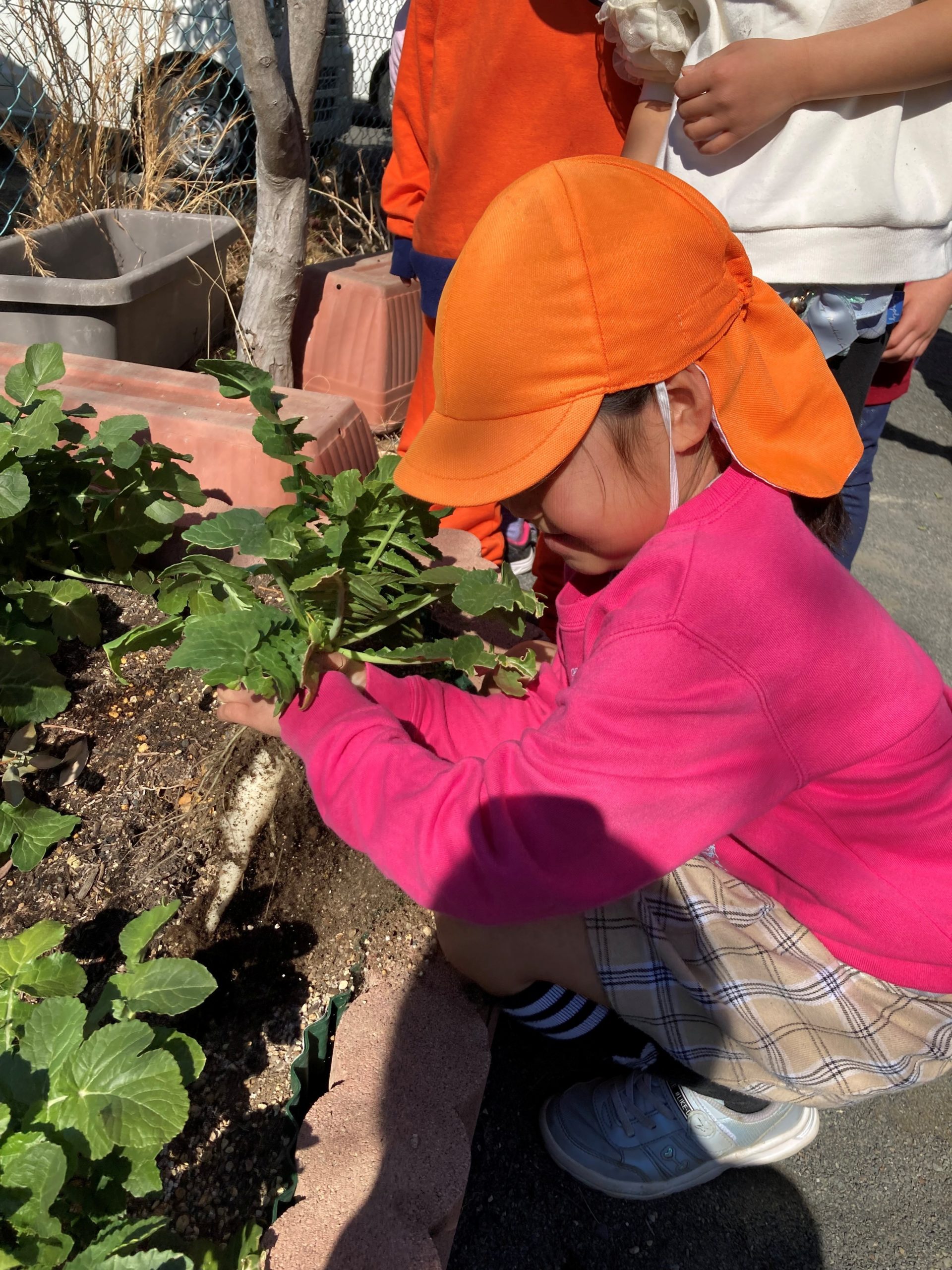 大根を収穫しました！