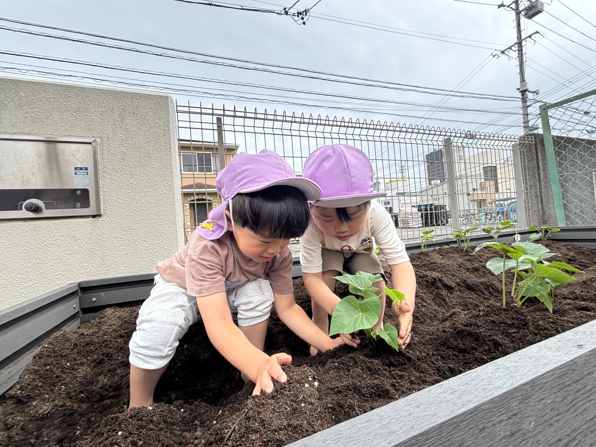 「さつまいもの苗植え」